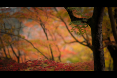 秋のぶらり京都　06