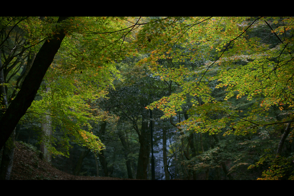 ‐ Autumn  ‐　一歩前進