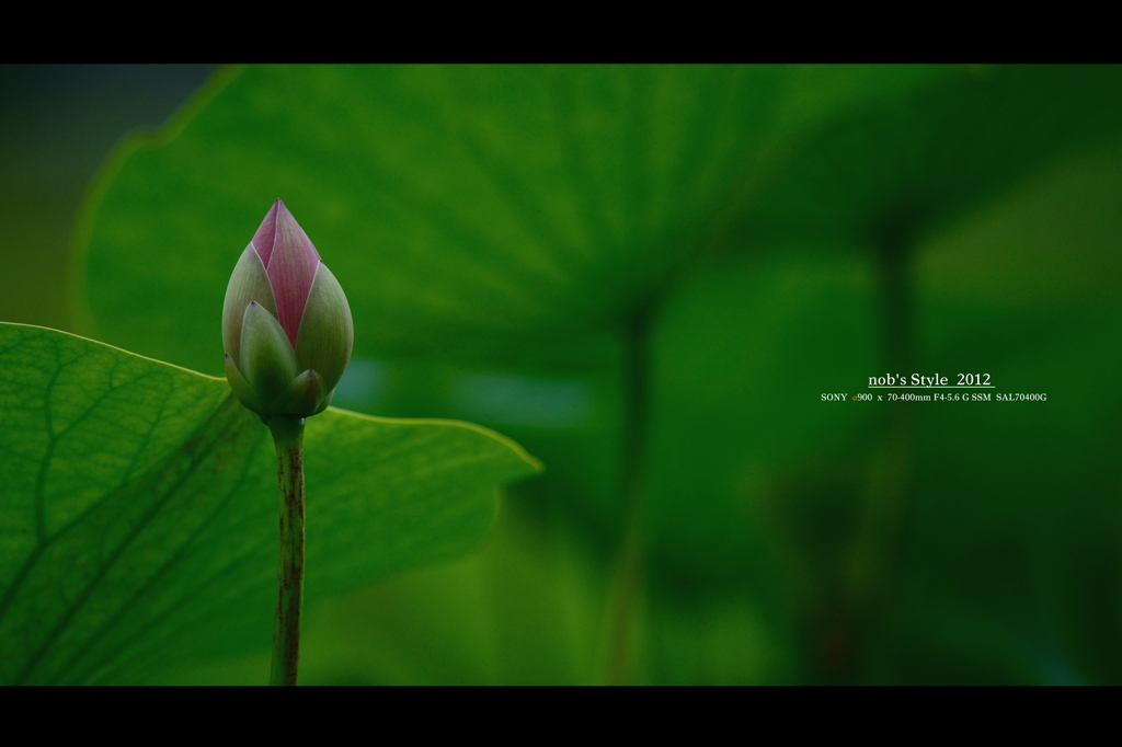 蕾。