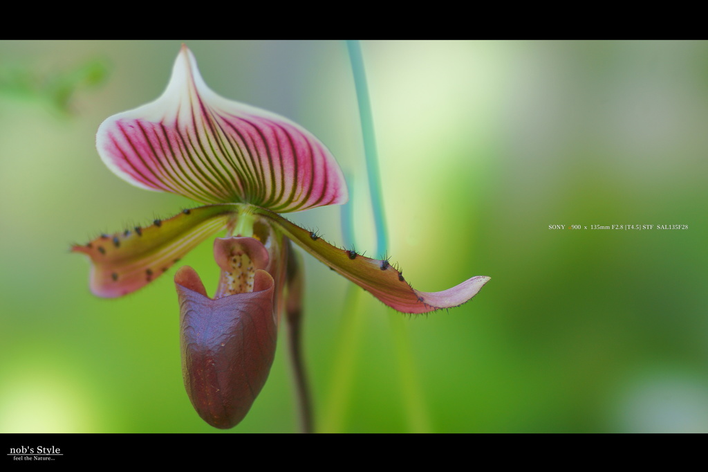 GREENHOUSE　＜ 02 ＞