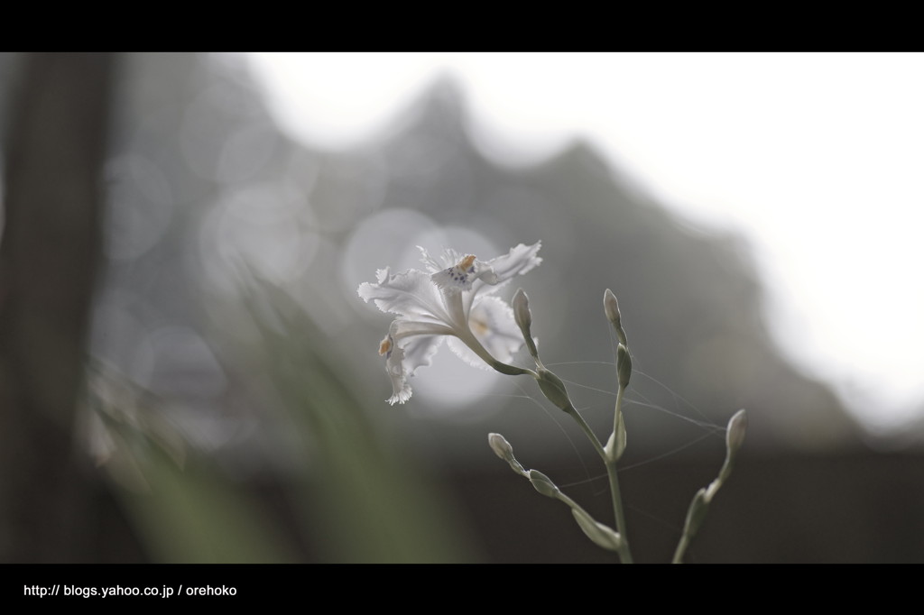 春 光。