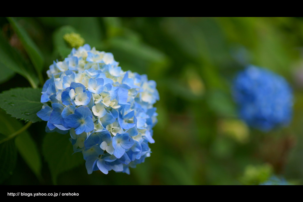 紫陽花。