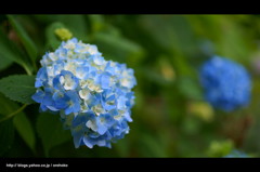 紫陽花。