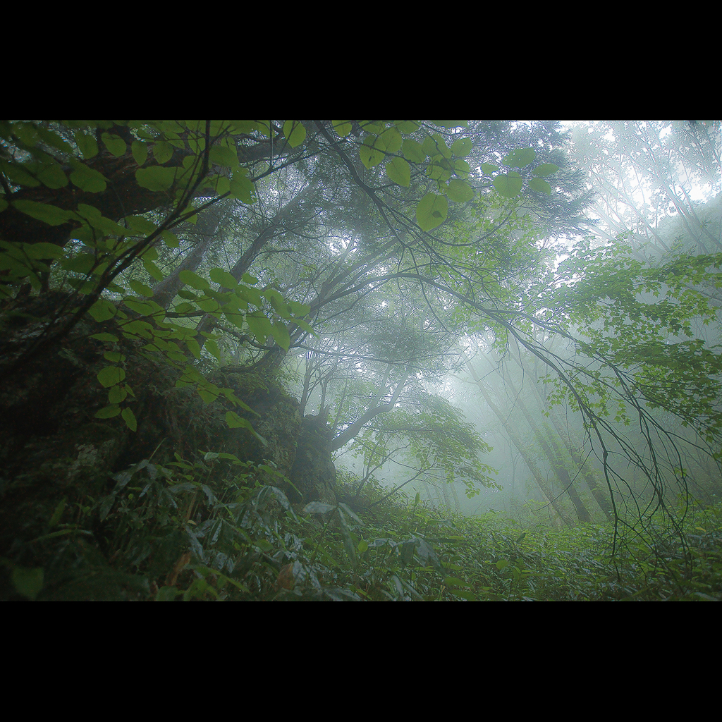 Forest of Fog