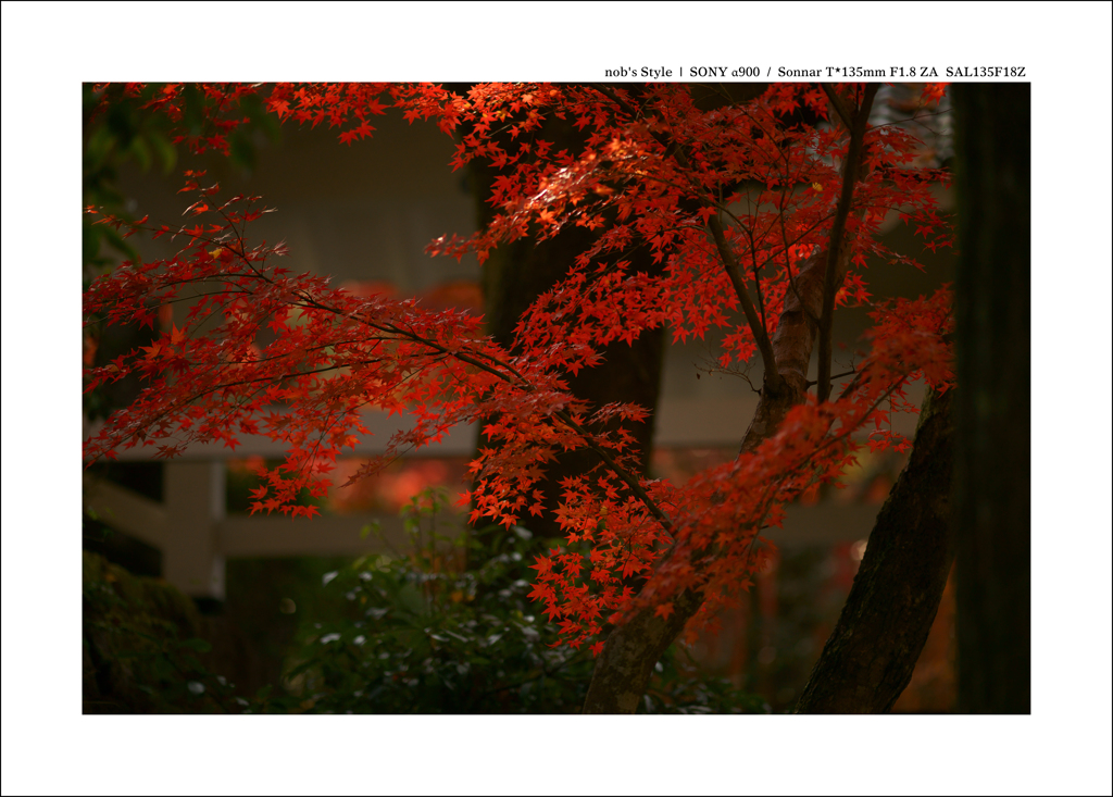 京都 | 秋の旅路　 11