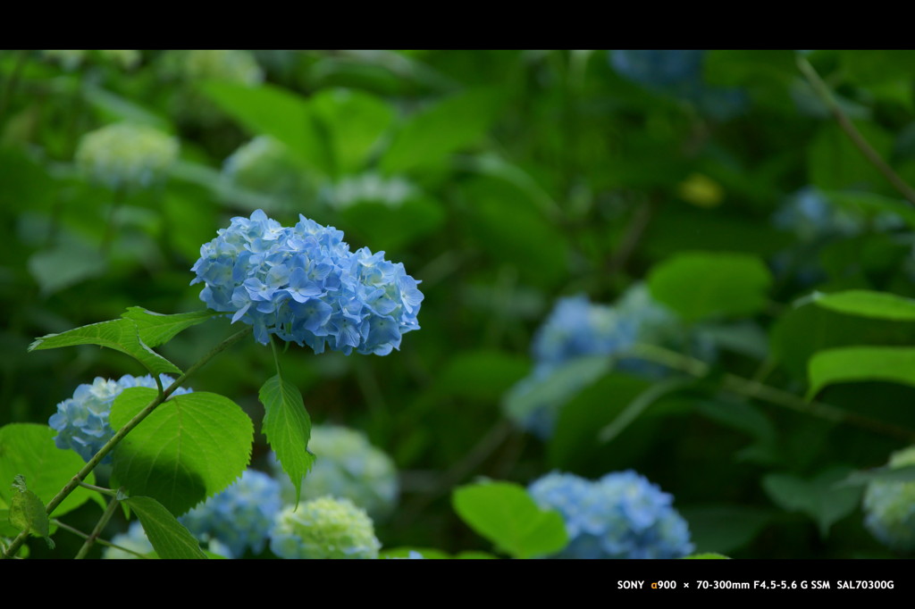 2011紫陽花 　09