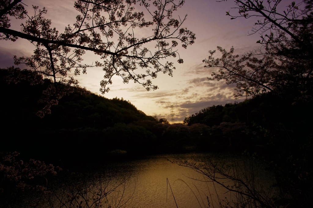 桜と日没。