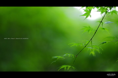 新緑×参道　＜ 06 ＞