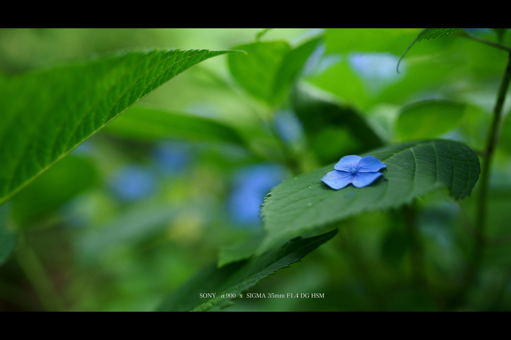 2013紫陽花  #04