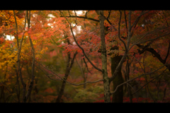 秋のぶらり京都　05