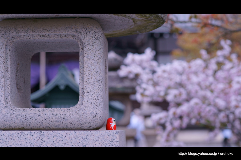 お寺 x 桜。　< IIIIIII >