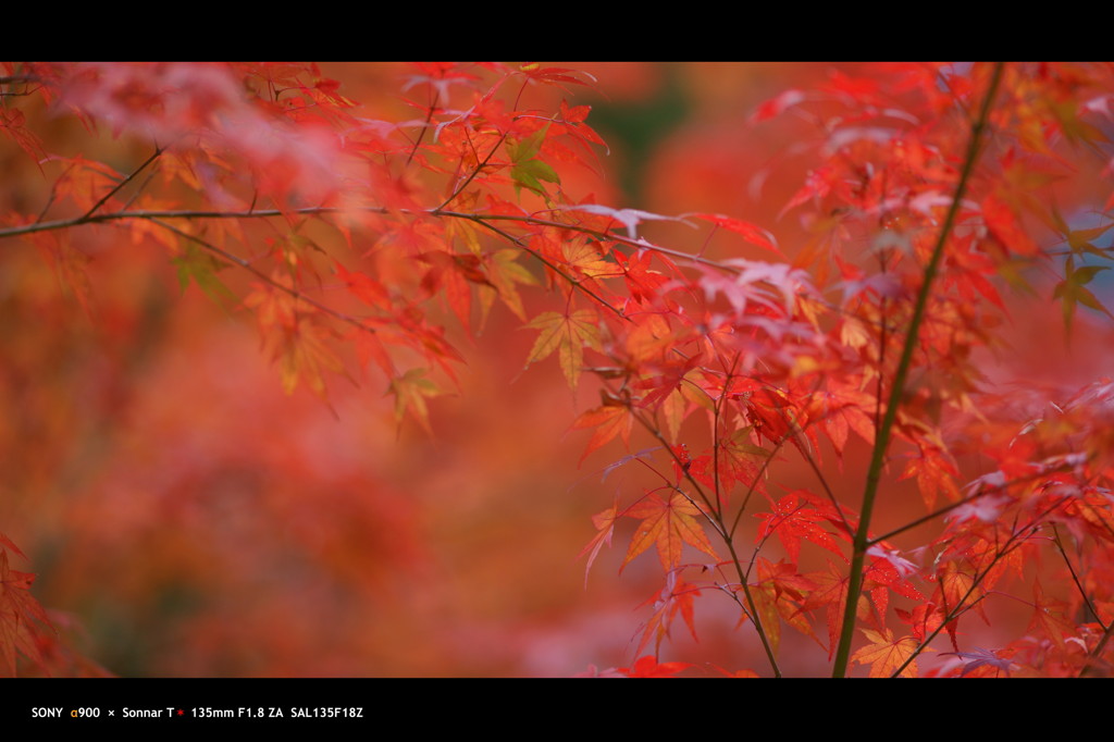 2011 紅葉