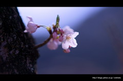 桜 気 分。