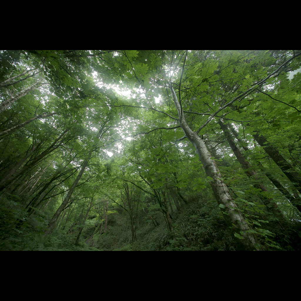 Deep in the forest