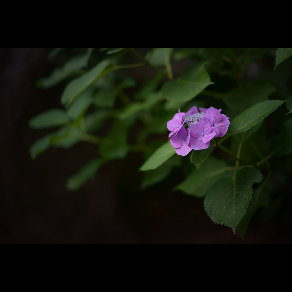 flowers of the season　#June