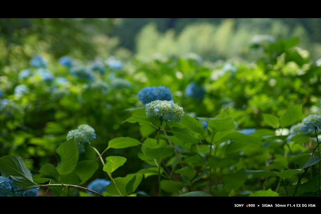 2011紫陽花 　12