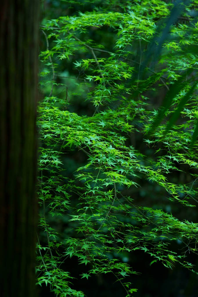 山林にて２