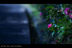 山茶花。