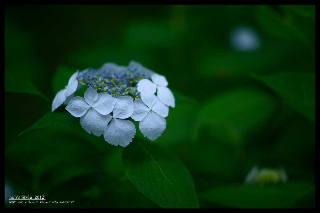 2012紫陽花　20