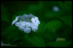 2012紫陽花　20