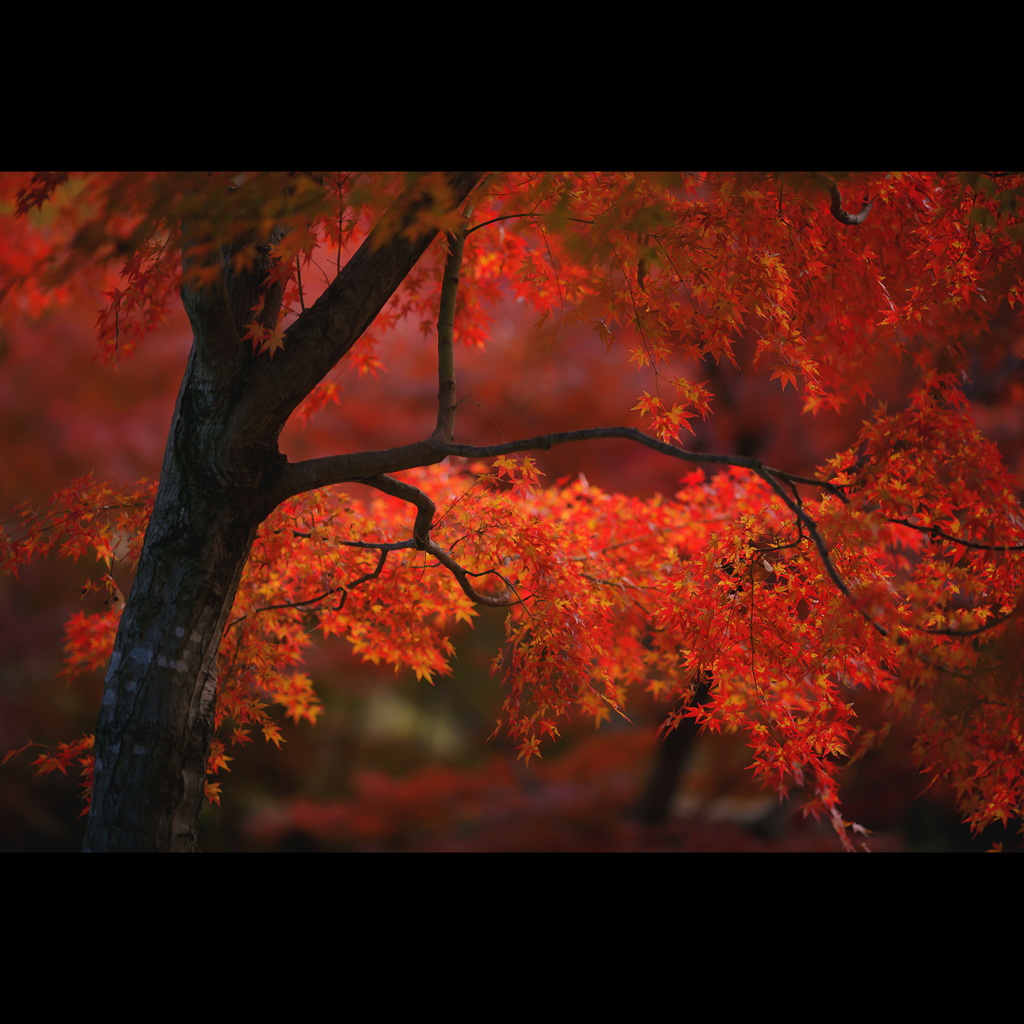 Previous【 November 】