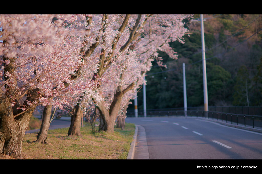 桜 道。