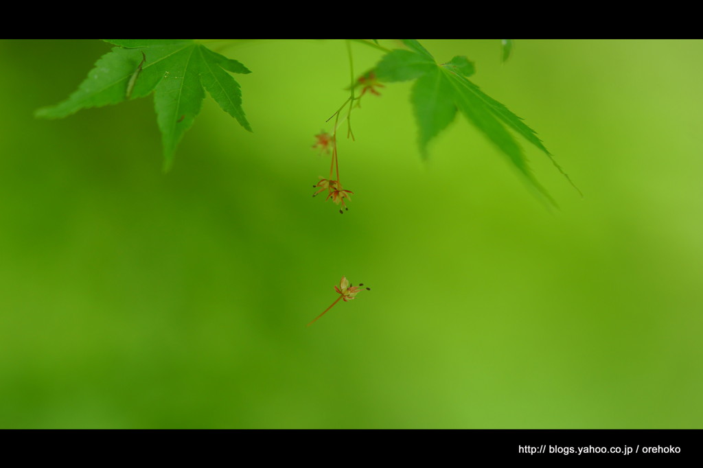 風。　～ 旅立ち ～