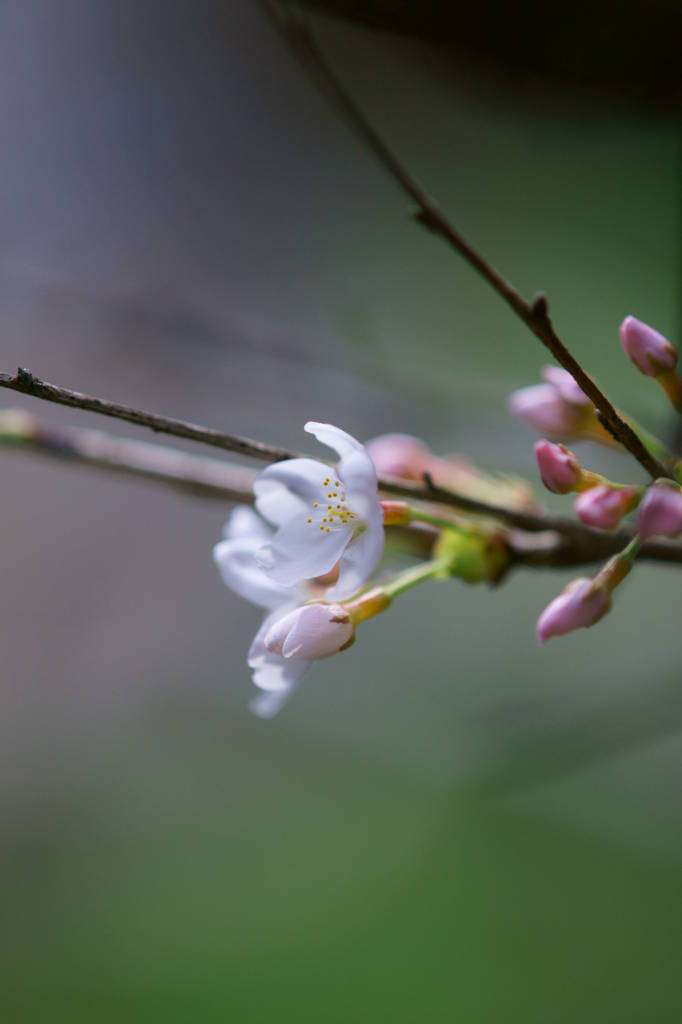 花より団子