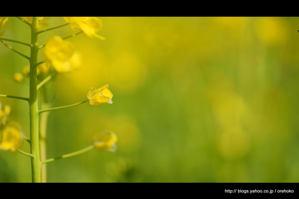 春 花。