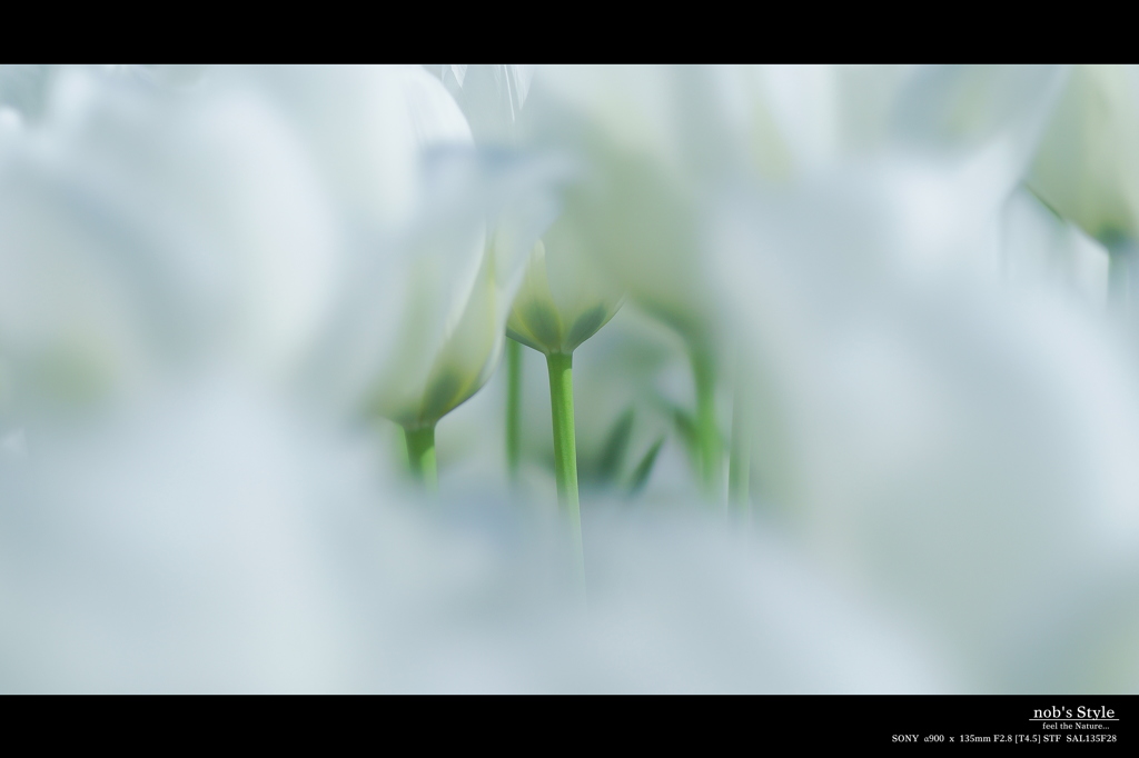 White Hole。