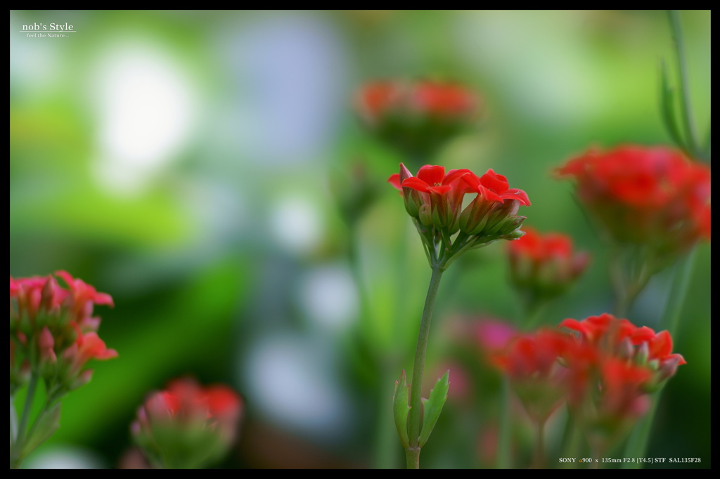 GREENHOUSE　＜ 11 ＞