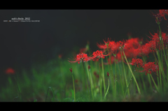 彼 岸 花。
