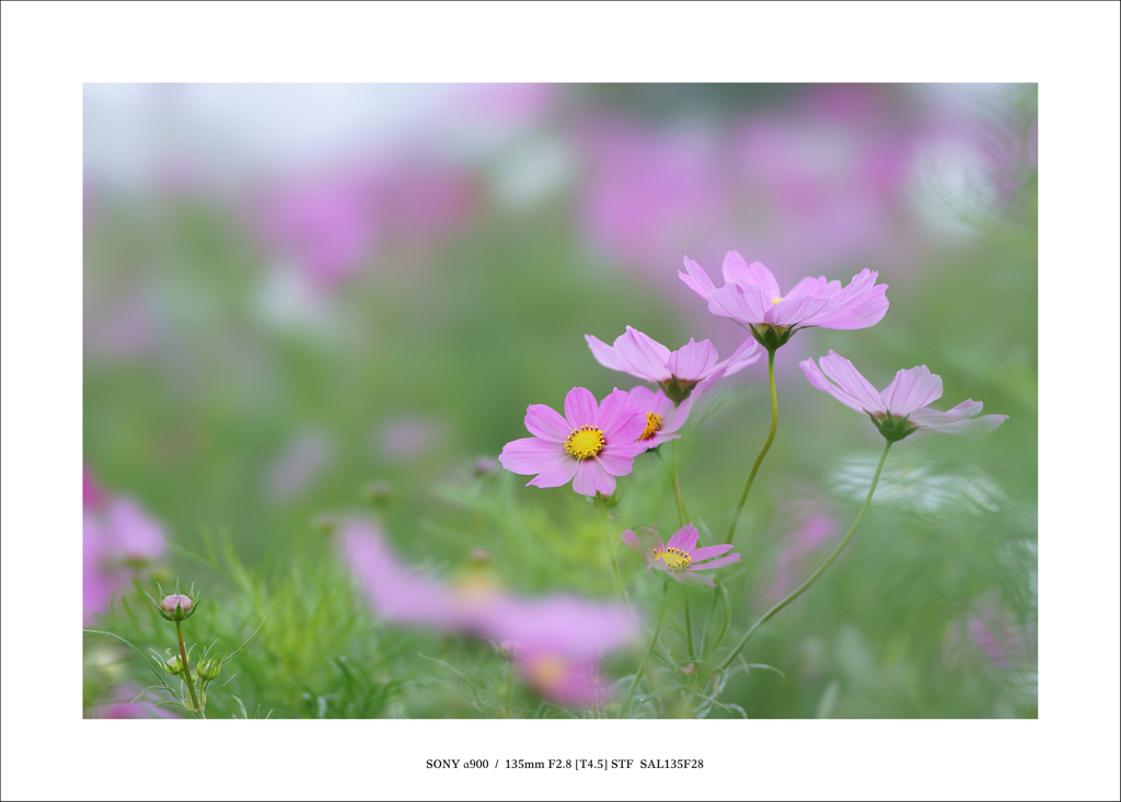 ‐ Autumn ‐　笑顔のままで