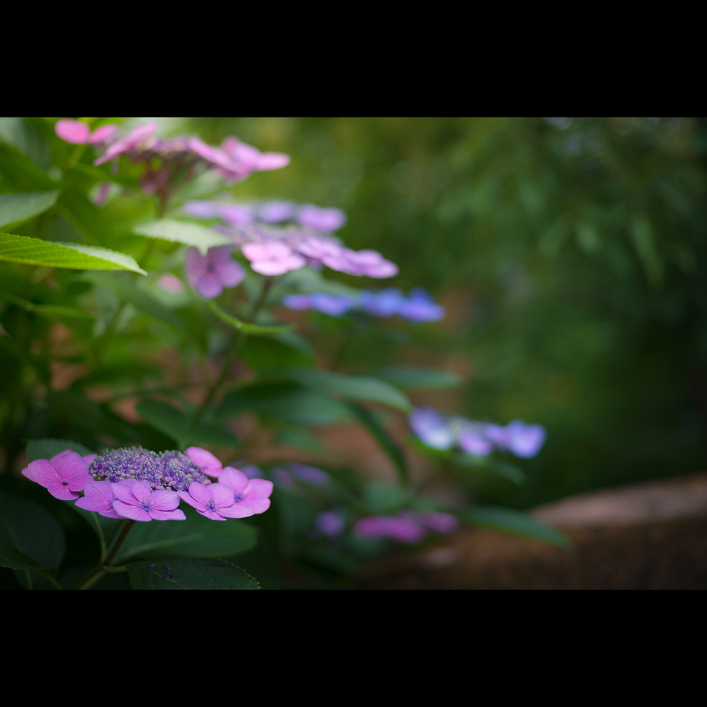 flowers of the season　#June