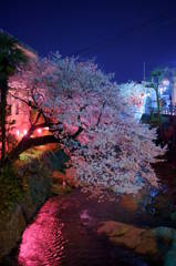 夜桜