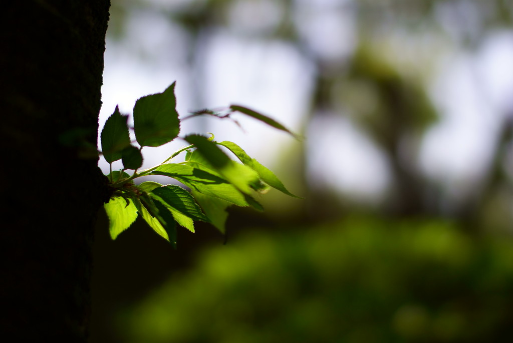 木陰から…　1