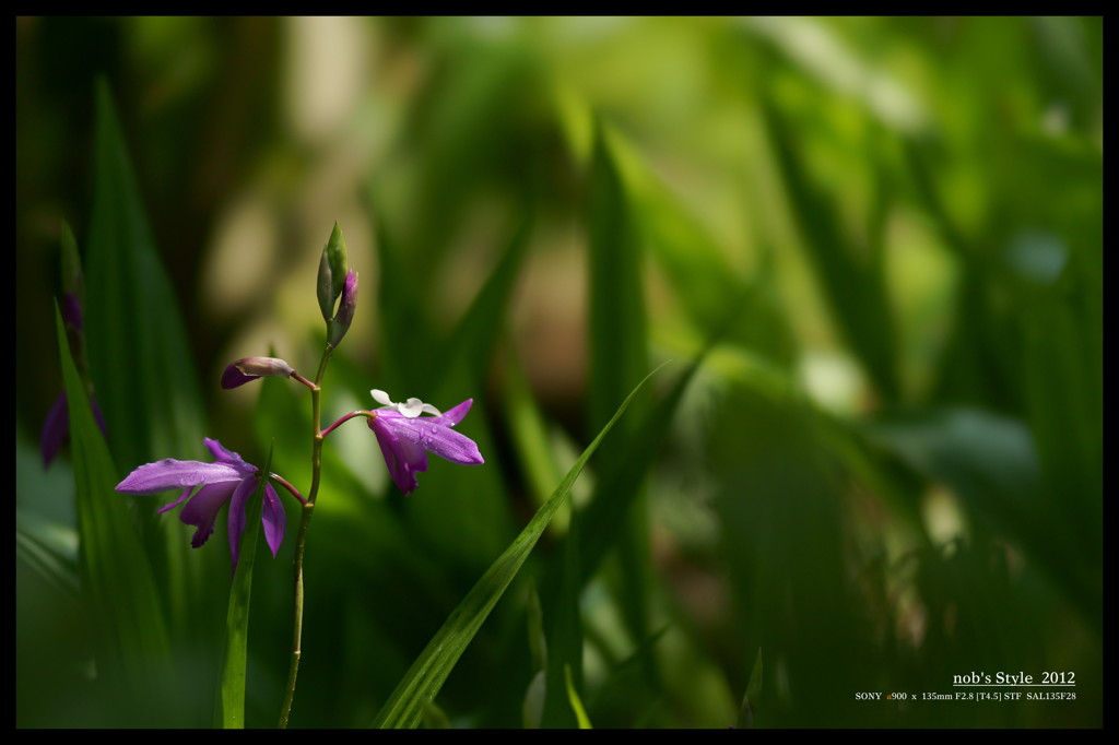 Bletilla striata。