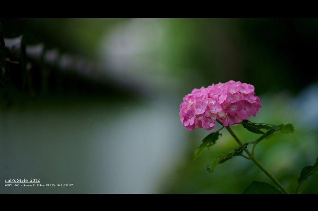 2012紫陽花　12