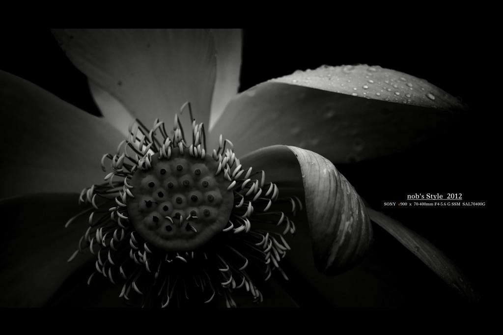 Lotus。
