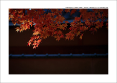京都 | 秋の旅路　 26