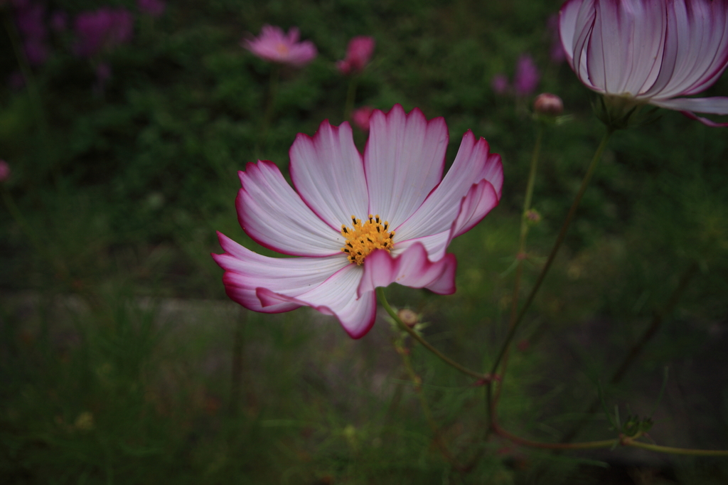 秋桜