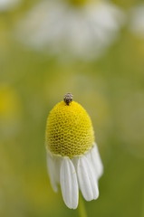 カナブンも　みつゆびついて　お出迎え♪