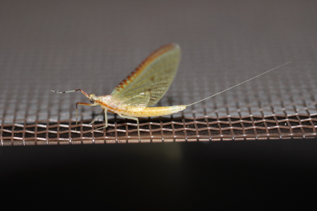 夏の夜の　刹那を生きる　薄き羽根
