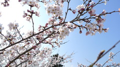 尾関山の桜2009
