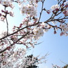 尾関山の桜2009