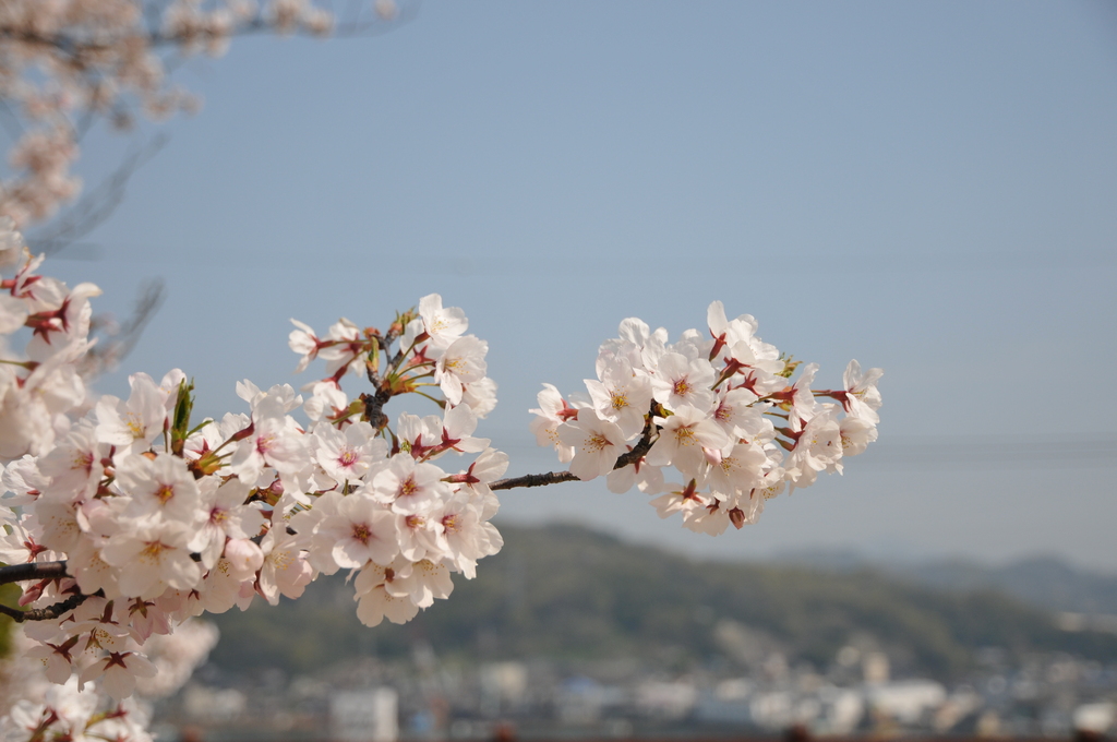 尾道～千光寺公園