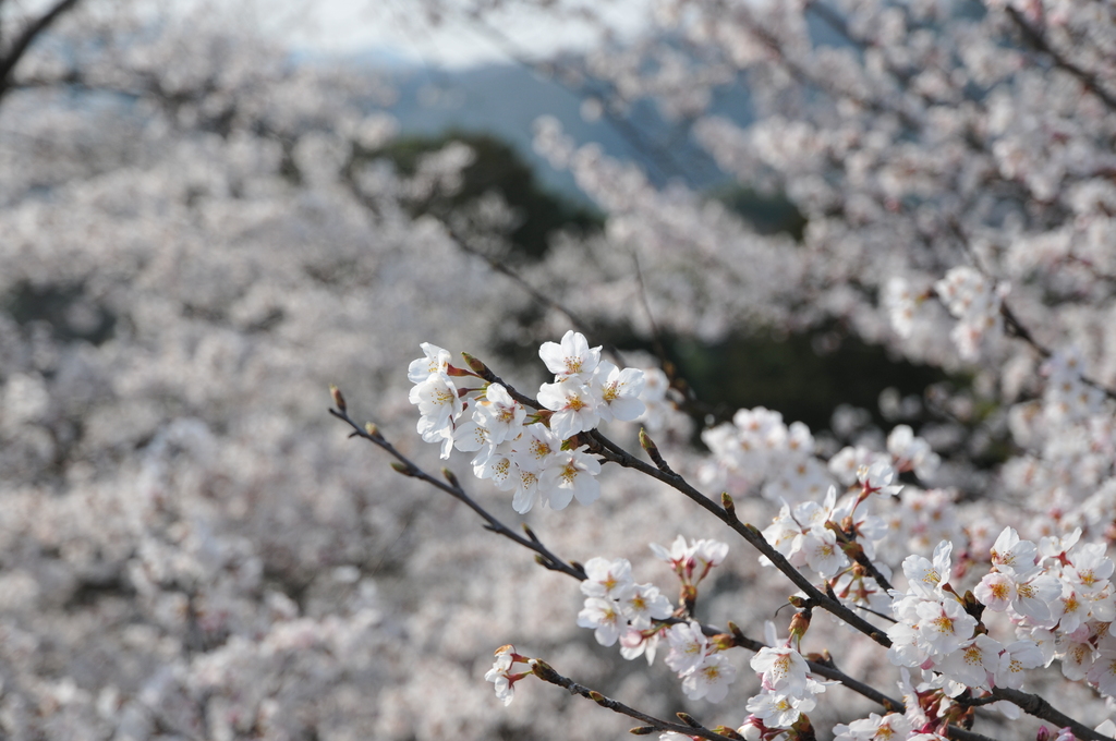 尾関山の桜2009