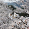 尾関山の桜2009