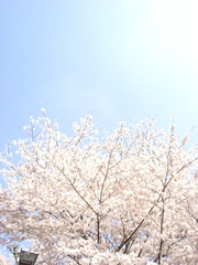 桜日和