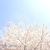 桜日和